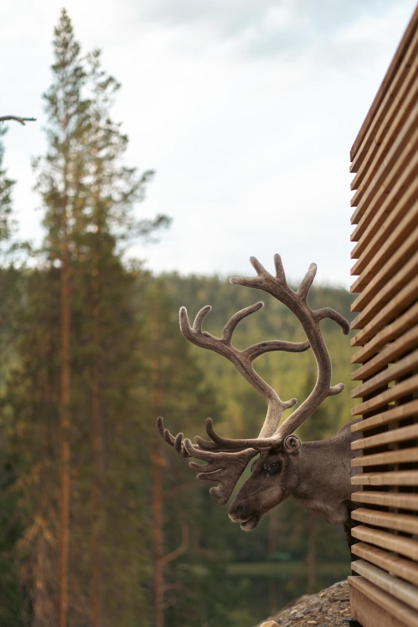 Kurula'S Resort Pyhätunturi Eksteriør bilde